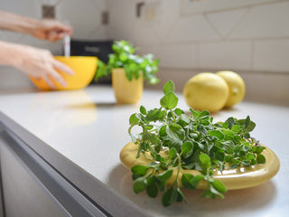 Oil of Oregano: One of nature’s most therapeutic essential oils