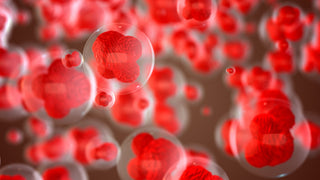 Stem Cells And How To Increase Them